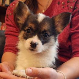 Bandit - Black and tan female Pembroke Welsh Corgi puppy in Sidney, Ohio from Cozy Corgi Ranch