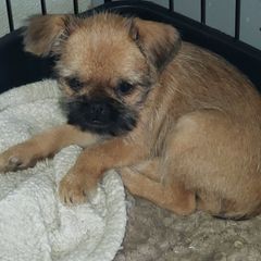 Rosie - Red female Brussels Griffon puppy in Nc, Florida from Brusseluv2