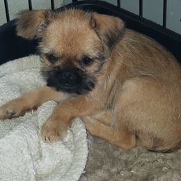 Rosie - Red female Brussels Griffon puppy in Nc, Florida from Brusseluv2