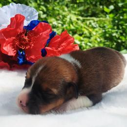 Girl 4 - female American Corgi puppy in Gouverneur, New York from St. Lawrence Corgis