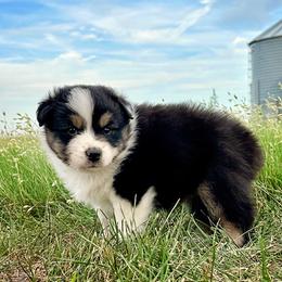 Able - Black tri-color male Australian Shepherd puppy in Wauneta, Nebraska from 4H Aussies