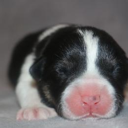 Lamborghini - Black and tan male Pembroke Welsh Corgi puppy in West, Texas from Rustic Spur Kennel