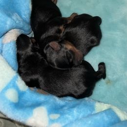 Morkie Puppies from McConnell’s Morkies