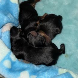 Morkie Puppies from McConnell’s Morkies