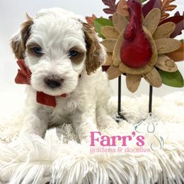 Orange collar - Parti male Goldendoodle puppy in Ohio from Farr’s Goldens and Doodles