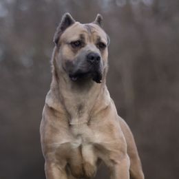 Noke - Cane Corso