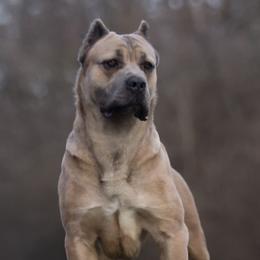 Noke - Cane Corso