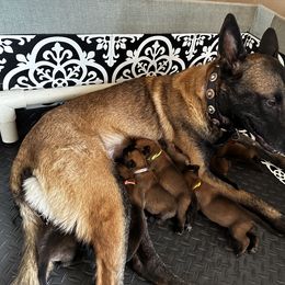 Belgian Malinois Puppies from Care 2 Protect