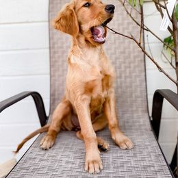 Golden Retriever Puppies from Mountain Reign Golden Retrievers