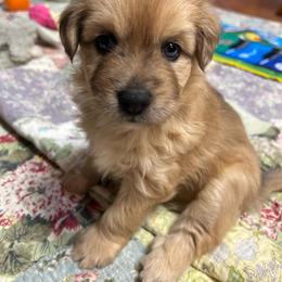 Fortune Fawn Girl 3 - Fawn female Pyrenean Shepherd puppy in Ripley, Ohio from La Rive Pyr Sheps LLC