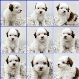 Bernedoodle, Goldendoodle, and Golden Mountain Doodle Puppies from Magic Valley Family Doodles