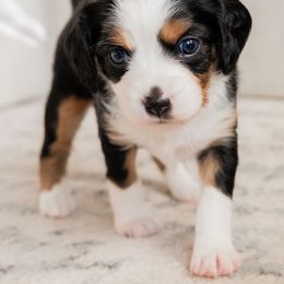 Companion Cross Puppies from The Darling Pup