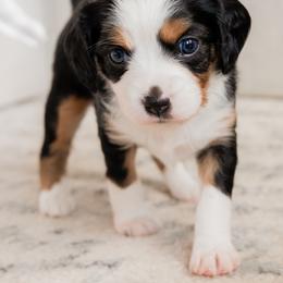 Companion Cross Puppies from The Darling Pup