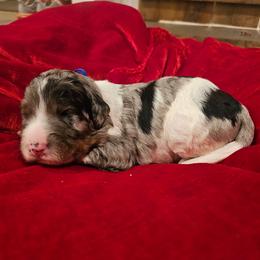 Dark Blue collar - Blue merle male Bernedoodle puppy in Shelby, North Carolina from Forever Grateful Doodles