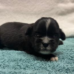 Boy 3 - Black and white male Shih Tzu puppy in Mobile, Alabama from FluffyTail Shih Tzu