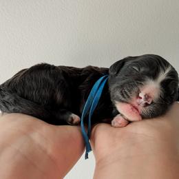 Mack - Black male Sheepadoodle puppy in Wabash, Indiana from DOODCompany