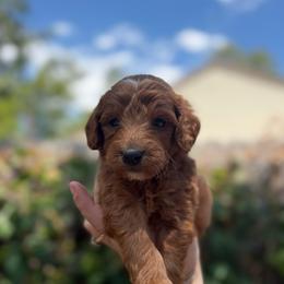 Zazu - Red  male Goldendoodle puppy in Jacksonville, Florida from Dandelion Doodles