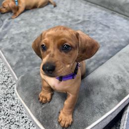 Purple - Red female Dachshund puppy in Corona, California from Long Dog Dachshund Pups