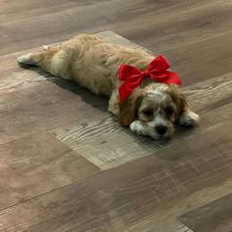Ranger - Red and white male Cockapoo puppy in Elgin, Texas from Good Grief Doodles