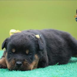 Venus - Black and mahogany female Rottweiler puppy in Uniontown, Alabama from CedarBluff Rottweilers