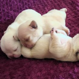 Boston Terrier puppies from Angel's Boston Terriers