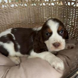 Hunter - Liver white and tan male English Springer Spaniel puppy in Palmdale, California from Legacy