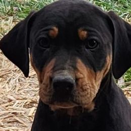 Boy 7 - Catahoula Leopard Dog puppy in Kentucky from Bluegrass Catahoulas
