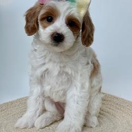 K-Turquoise Girl - Parti female Goldendoodle puppy in Lewisville, Texas from Texas Goldendoodle Lovers