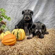 Miniature Schnauzer and Standard Schnauzer Puppies from Shazzam of Oz