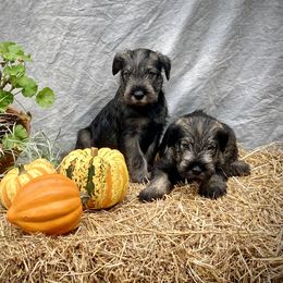 Miniature Schnauzer and Standard Schnauzer Puppies from Shazzam of Oz