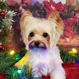 Lucy - Yorkshire Terrier