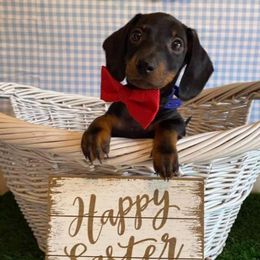 Dachshunds, Shorkies, and Yorkshire Terriers from Once Upon a Puppy