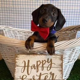 Dachshunds, Shorkies, and Yorkshire Terriers from Once Upon a Puppy