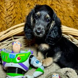 Buzz Lightyear Baby Boy is Ready to Go - Black and cream male Dachshund puppy in Tucson, Arizona from Crowned Doxies