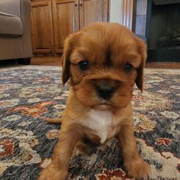 Alexander - Ruby male Cavalier King Charles Spaniel puppy in London, Arkansas from Frosty’s Cavaliers