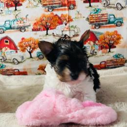 Scout  3500 - Black tan and white female Biewer Terrier puppy in Douglas, Georgia from Heartland small breeds