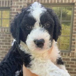 Sheepadoodles from Meadowbrook Sheepadoodle Co.