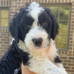 Sheepadoodles from Meadowbrook Sheepadoodle Co.