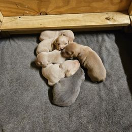Blue Lacy Puppies from Red River Blue Lacys