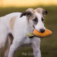 Borzoi Puppies from Rezance Borzoi