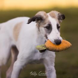 Borzoi Puppies from Rezance Borzoi