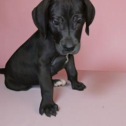 Jodie - Black female Great Dane puppy in Walker, Louisiana from La Rebel Danes