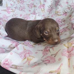 Chocolate and tan female - Chocolate and tan female Dachshund puppy in Georgetown, South Carolina from Hartleys Dachshunds
