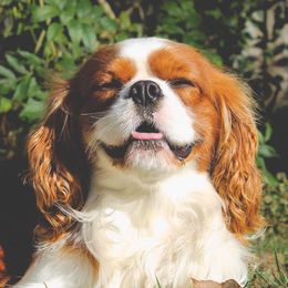 Bow - Cavalier King Charles Spaniel