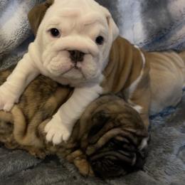 Bulldog Puppies from Semper Fi Bulldogs