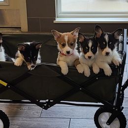 Pembroke Welsh Corgi Puppies from Creme De La Creme Corgis