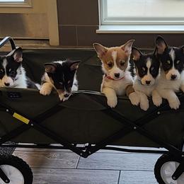 Pembroke Welsh Corgi Puppies from Creme De La Creme Corgis