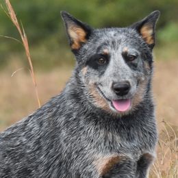 Australian Cattle Dogs from Grog Creek Kennel