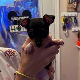 Baby 1 - White black and tan male Toy Fox Terrier puppy in Clermont, Florida from Debbie Hiles's Toy Fox Terriers