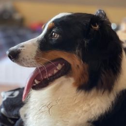 Echo - Australian Shepherd